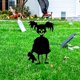 thumbnail image 5 of Silueta de jardín Halloween Scary Ground Mounted Sign Patio trasero al aire libre Decoración del patio, tipo C Vogacara HA007928-03, 5 of 6