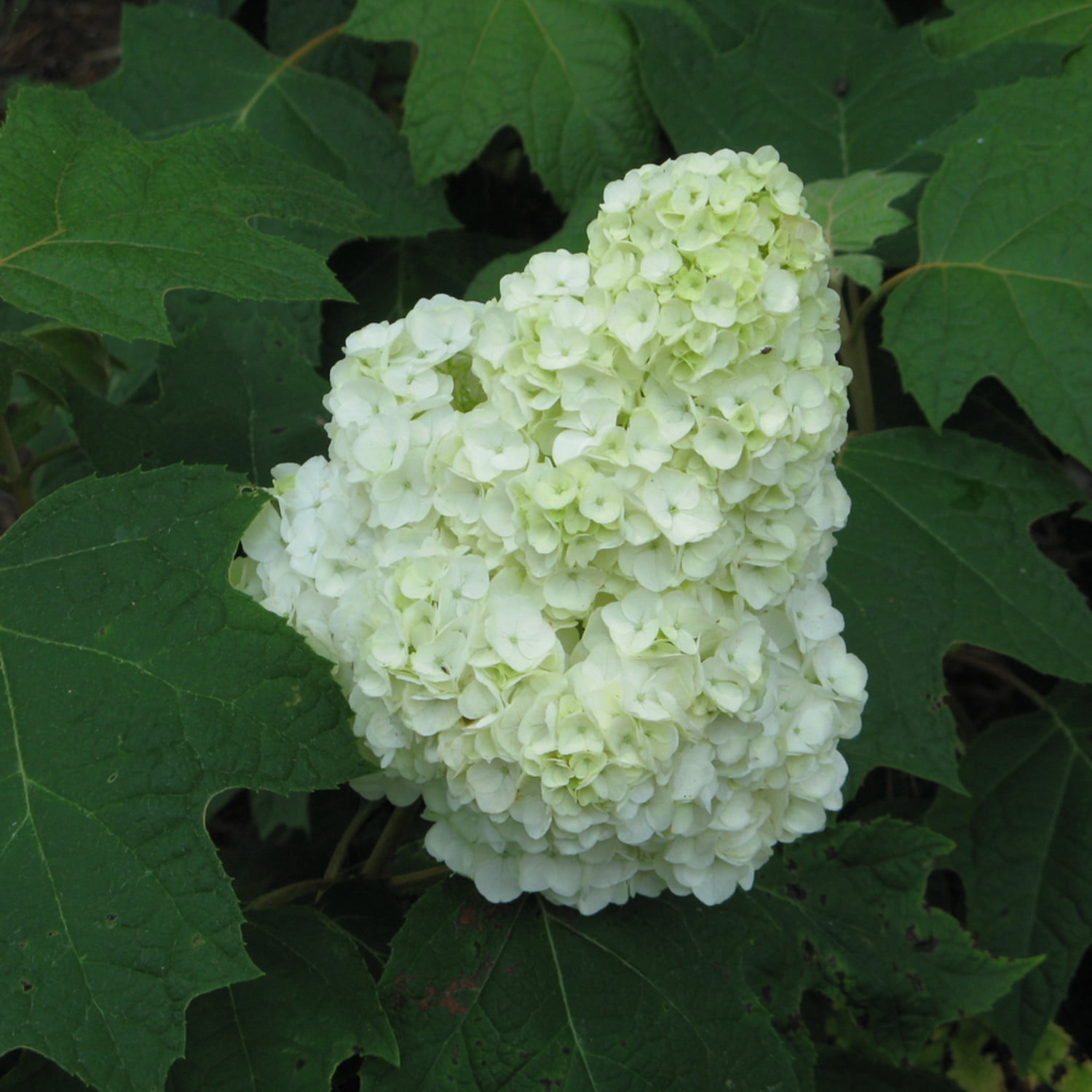 Proven Winners ColorChoice 5" Multicolor Gatsby Moon Oakleaf Hydrangea Live Plant in 4.5" Pot (4 Count)