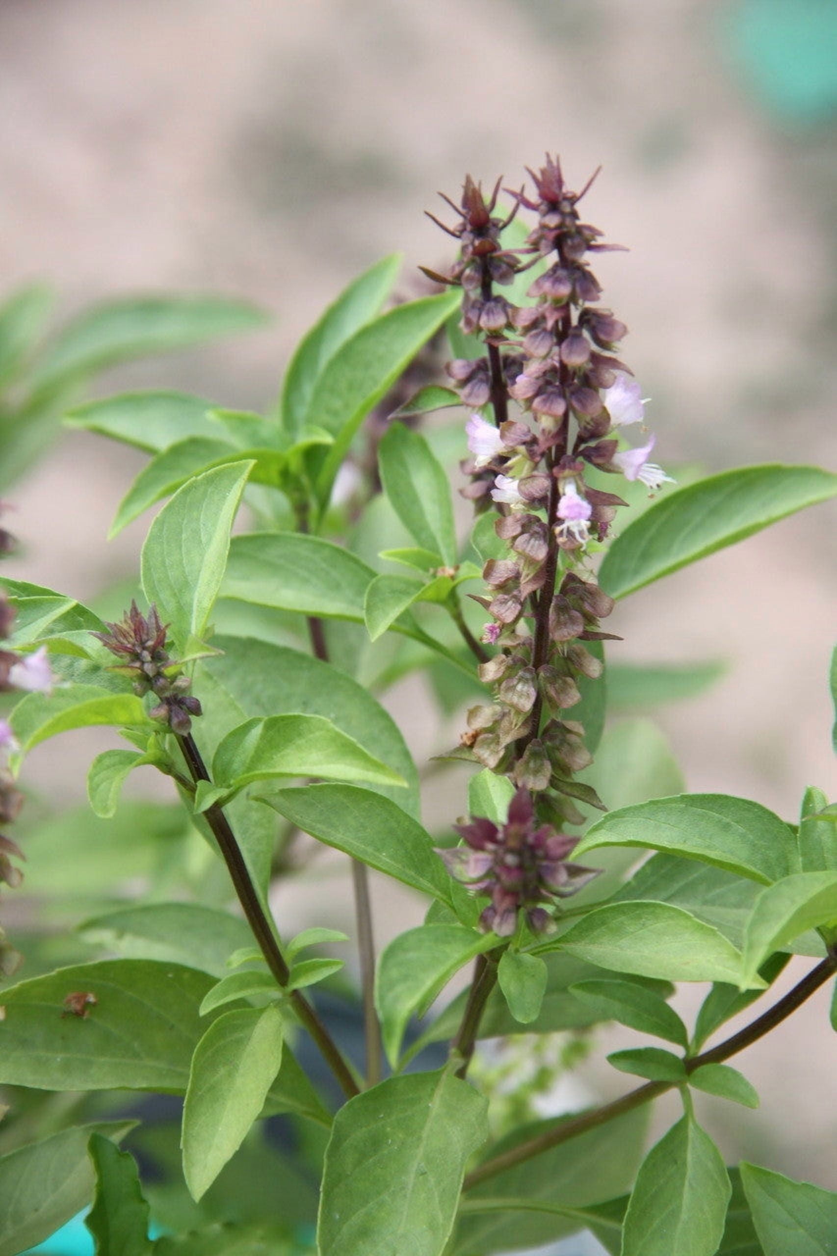 Basil Sweet Essential Oil 1 fl oz (30 ml) - 100% Pure and Natural by Silky Scents