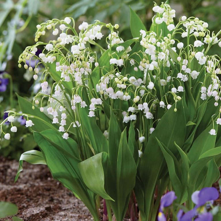 Expert Gardener Lily of the Valley White (Set of 5 Dormant Bare Roots) Full  Shade, White, Perennial - Walmart.com