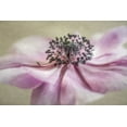 thumbnail image 2 of Poinski, Dianne 14x11 White Modern Wood Framed Museum Art Print Titled - Anemone, 2 of 4
