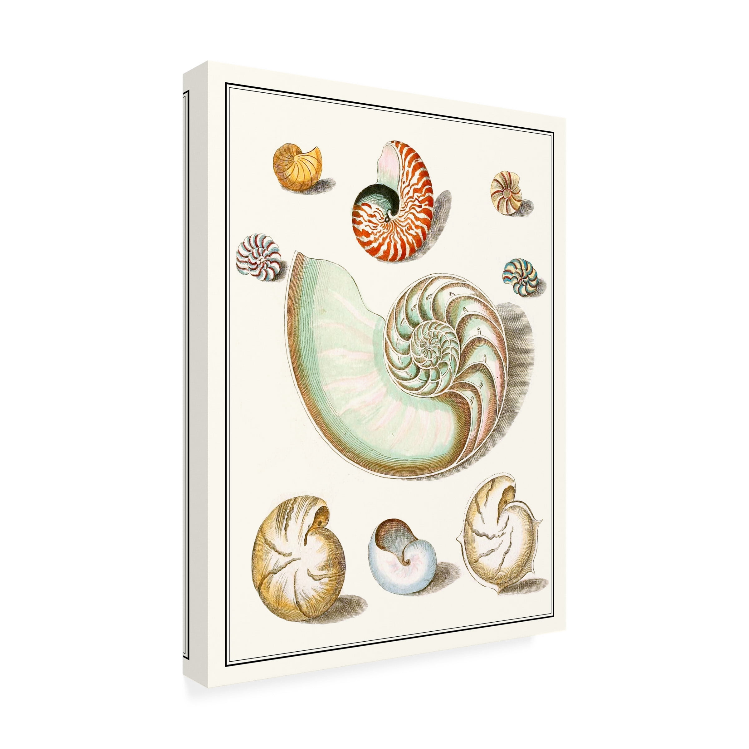 Vision Studio 'Collected Shells II' Outdoor Canvas