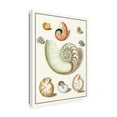 thumbnail image 2 of Vision Studio 'Collected Shells II' Outdoor Canvas, 2 of 3
