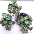 thumbnail image 3 of Cateissary Hermosas plantas de terrario - Naturaleza en interiores Sin necesidad de riego Plantas Decoraciones artificiales Hoja de pavo real Type3 NO3, 3 of 6