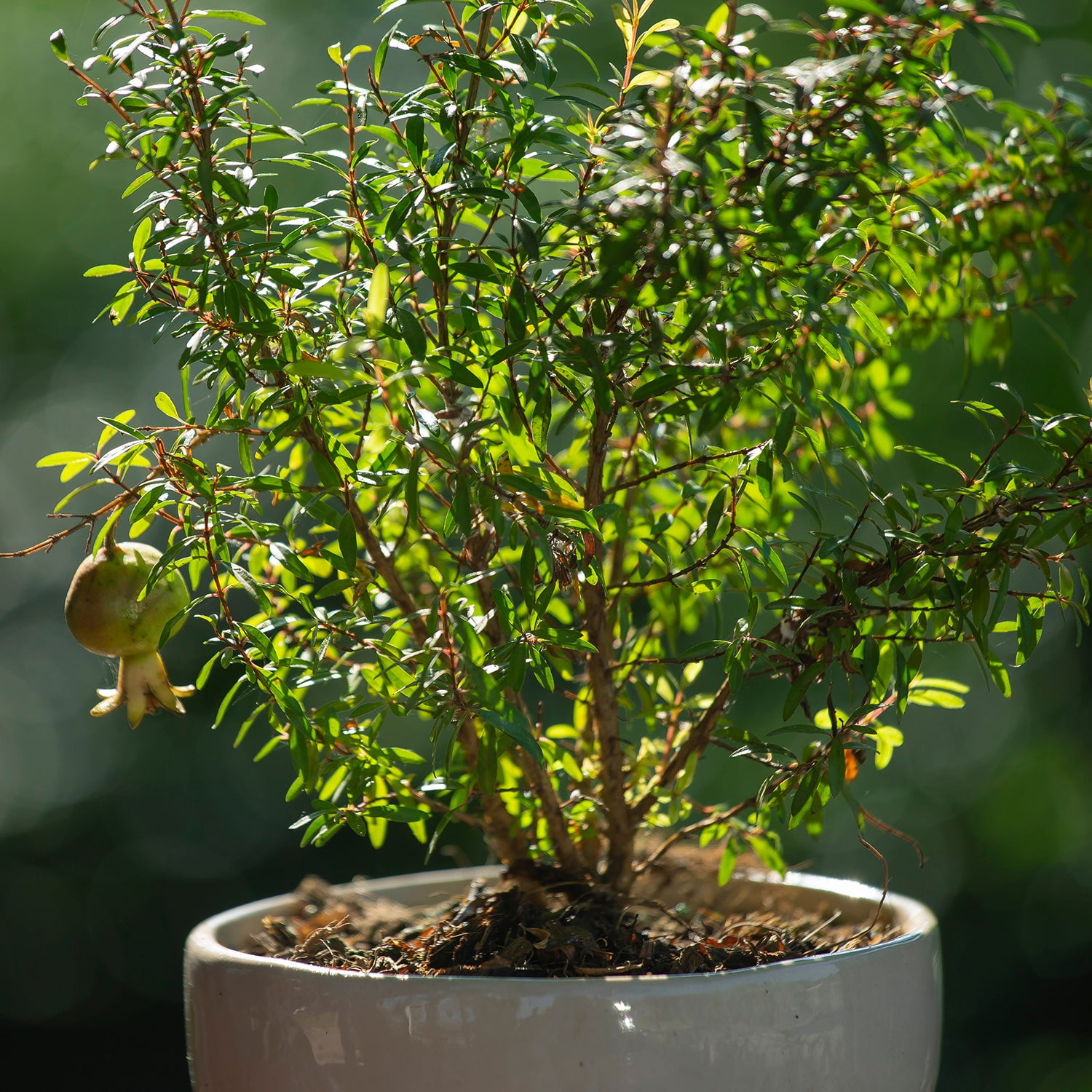 Expert Gardener 3-4 ft tall Wonderful Pomegranate Live Tree in 7-Gallon Grower Pot