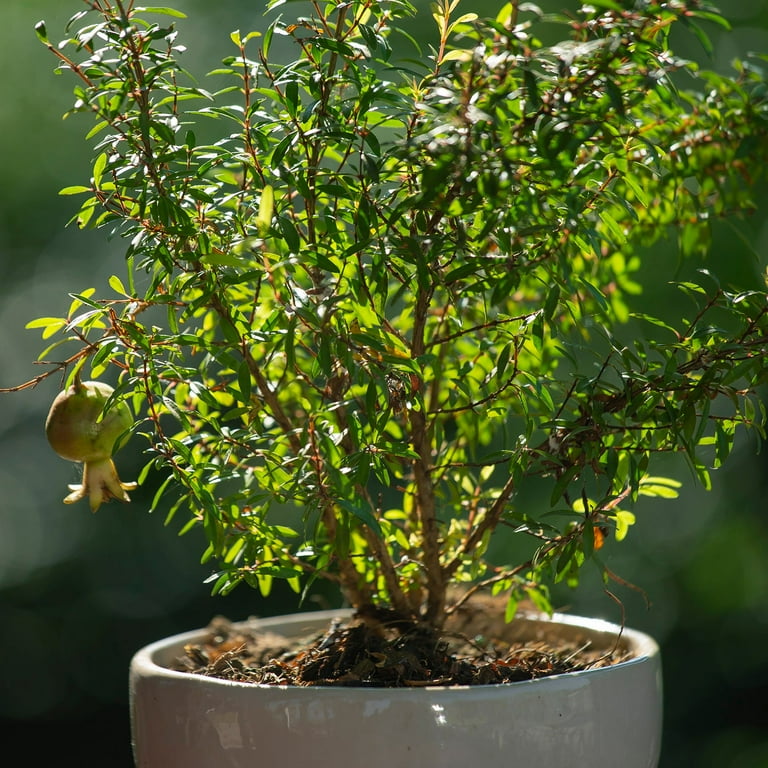 Expert Gardener Salavatski Pomegranate Live Tree, 3-4 ft Tall in 7