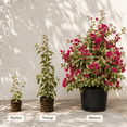 Set 2 Raspberry Ice Bougainvillea Live Plants 4-6 Inch Tall, Rare ...