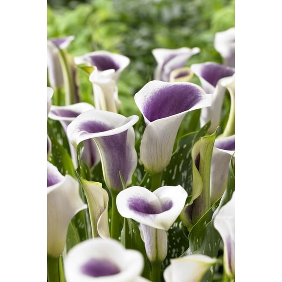 TASC Flower Bulbs - Calla Lily Picasso