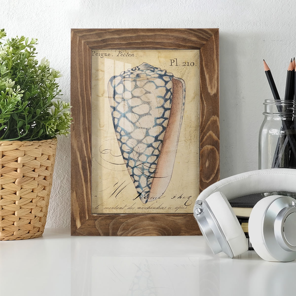 Seashell Ephemera IV - Framed Print w/glass - Walnut