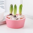 thumbnail image 4 of HAMPPLIES 2Pcs Assorted Color Hydroponic Planter Pot for Tulip Daffodil and Narcissus Bulbs, 4 of 8