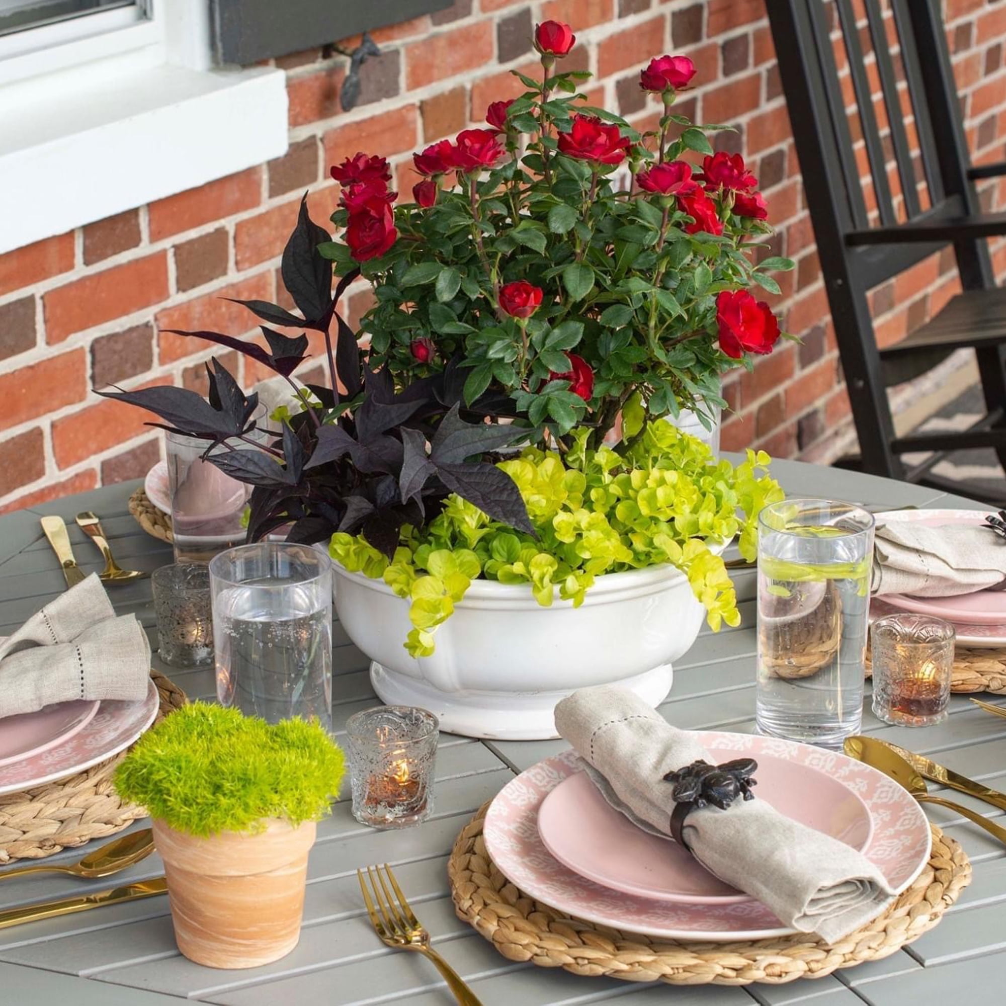 The Knock Out® Family of Roses 'The Petite Knock Out® Rose' Live Shrub in 2-Quart Grower Pot
