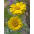 thumbnail image 2 of Fitzharris, Tim 19x24 Black Ornate Wood Framed with Double Matting Museum Art Print Titled - Desert Marigolds II, 2 of 4