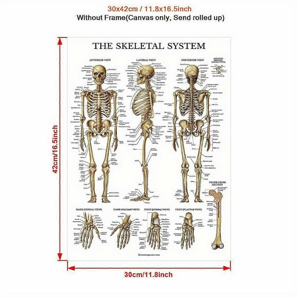 (11.81x16.54inch)1pc Decorate Wall Print, Anatomy Posters, Human Musculature Anatomical Chart, Anatomy And Physiology Study Tools, Human Body Medical Posters, Human An