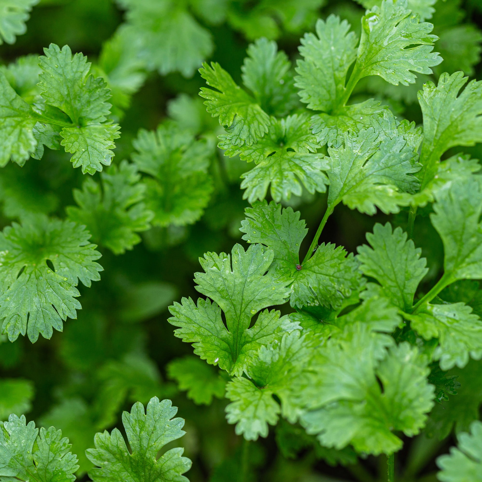 Bonnie Plants Cilantro 19.3 oz.