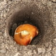 thumbnail image 5 of Bulb Buddy Spring-Loaded Flower Bulb Planter, 5 of 5