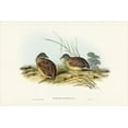 thumbnail image 2 of Gould, John 24x17 Gold Ornate Wood Framed with Double Matting Museum Art Print Titled - Chestnut-backed Hemipode-Hemipodius castanotus, 2 of 4