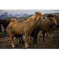 thumbnail image 2 of Grall, Don 14x11 Black Ornate Wood Framed with Double Matting Museum Art Print Titled - Iceland, Jokulsarlon An Icelandic horse yawning, 2 of 4