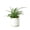 4_FERN_LEMON.BUTTON_PP.WHT.CYL, variant on Fern 'Lemon Button' - Live Air-Purifying Indoor Plant in Nursery Pot – Easy Care, Low Maintenance Houseplant for Home & Office Decor, Natural Air Cleaner, Best for Beginners (4"Pot, NurseryPot)
