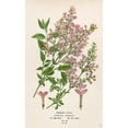 thumbnail image 2 of Art Licensing Studio 16x24 Black Ornate Wood Framed with Double Matting Museum Art Print Titled - Persian Lilac, 2 of 4
