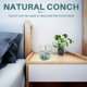 thumbnail image 3 of 10CM Verde Turbo Natural Raro Real Concha De Mar Decoración Oce, 3 of 6