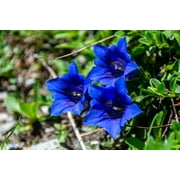 15 Blue STEMLESS GENTIAN Gentiana Acaulis Kochiana Flower Seeds