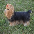 thumbnail image 2 of Garden Decor Animal Statue Yorkshire Terrier Statue, 2 of 5