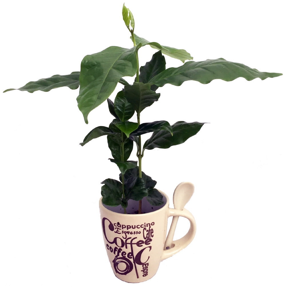 Cup of Coffee....Coffee Plant Beige Ceramic Coffee Mug/Spoon/Live