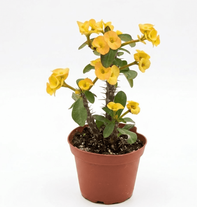 Yellow Crown of Thorns Plant Live for Planting, Yellow Euphorbia Milii Plant Perennial Succulent for Indoor Outdoor in 4 Inch Pot