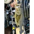 thumbnail image 5 of Ozark Trail 3.5" Bluegill Sunfish Hollow Body Topwater Lure for Bass Fishing, 5 of 5