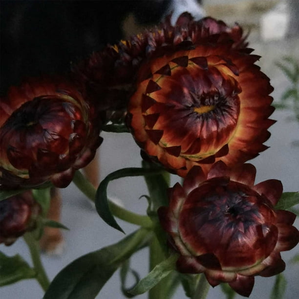 Strawflower Flower Garden Seeds Tall Double Mix 1 Oz Annual Straw