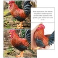 thumbnail image 4 of Miangastore 1Set Faux Rooster Model Vivid Colors Realistic Texture Educational Tool For Home, 4 of 9
