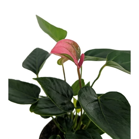 Beauty Pink Anthurium Plant - Easy to Grow - House Plant - 4