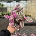 thumbnail image 2 of Live Tradescantia Nanouk Plant - 4" Decorative Biodegradable Pot - Natural, 2 of 5