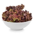 thumbnail image 5 of Everwilde Farms - 1000 Red Salad Bowl Leaf Lettuce Seeds - Gold Vault Jumbo Bulk Seed Packet, 5 of 5
