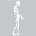 thumbnail image 4 of 6ft Tall Skeleton Halloween Decals Vinyl Lettering Wall Decal Size: 72"H x 26"L - Color: White, 4 of 5