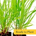thumbnail image 2 of 2 Cymbopogon Citratus – Live West Indian Lemongrass Plants in 2.5" Nursery Cubes | Evergreen Perennial Herb with Natural Citrus Scent for Home & Garden, 2 of 7