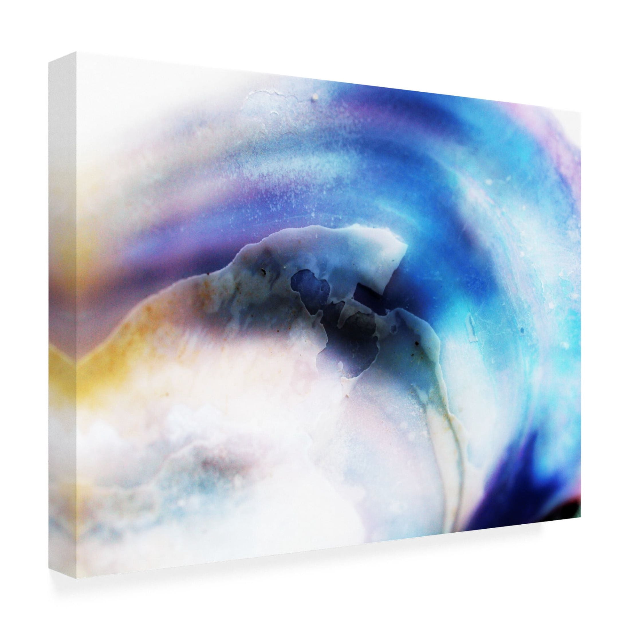 Canvas Wall Art - Clive Branson 'Sea Shell' Wall Art for Living Room, Bedroom, or Office Décor by Trademark Fine Art - 32 x 24 Inches