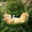 readbooksonxu, variant on Mother Child Squirrel Resin Hanging Swing Ornament, Outdoor Garden Statue, Yard Art, Tree Decor