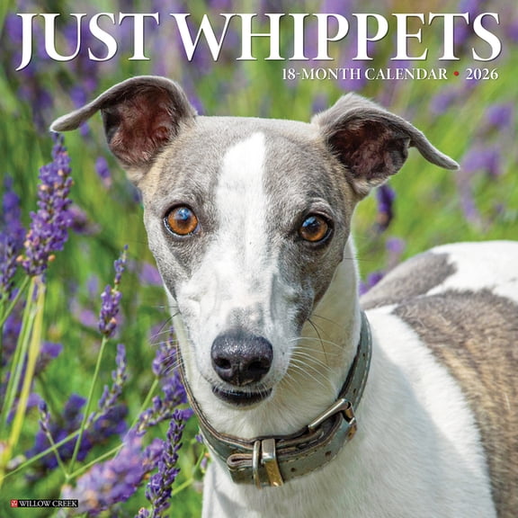 Whippets 2026 Wall Calendar, (Paperback)