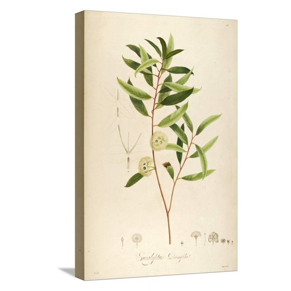 Art.com Vintage Botanical 194 Stretched Canvas Print Wall Art by Tina Carlson, 12" x 18"