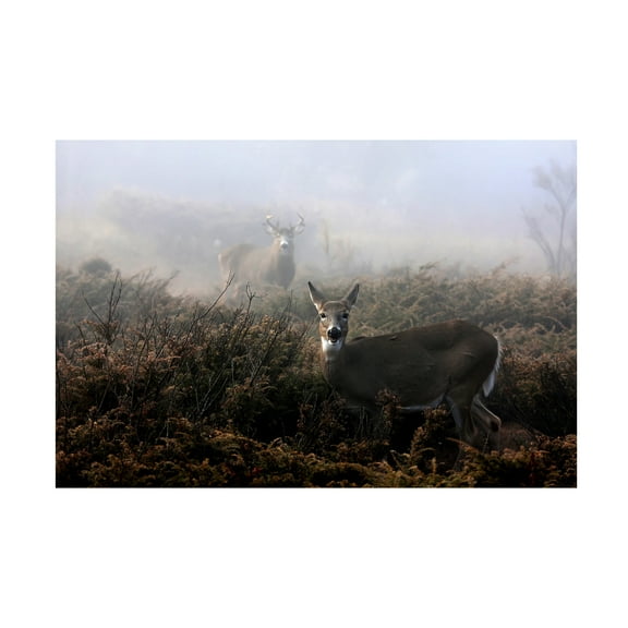 Jim Cumming 'The Rut In On - White-Tailed Deer' Canvas Art