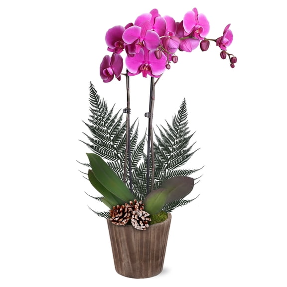 Just Add Ice 16-30" Premium Purple Orchid Live Plant W/Fern in 5" Brown Wood Pot with Snowy Pinecones, House Plant