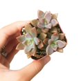 thumbnail image 5 of Graptosedum California Sunset Purple Succulent (4"+ Plastic Pot) - Tiny, Lovely, Easy to Care Succulent for Beginner - Live Succulent for Home Office, 5 of 7