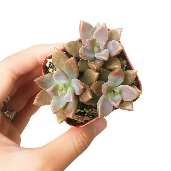 Graptosedum California Sunset Purple Succulent (2" Plastic Pot) - Tiny, Lovely, Easy to Care Succulent for Beginner - Live Succulent for Home Office