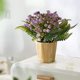 thumbnail image 1 of Bonsái artificial | Arreglo floral y de lavanda artificial | Decoración para el hogar y la oficina: ideal para la sala de estar, la entrada o estanterías | Vegetación artificial en jarrón moderno, 1 of 6