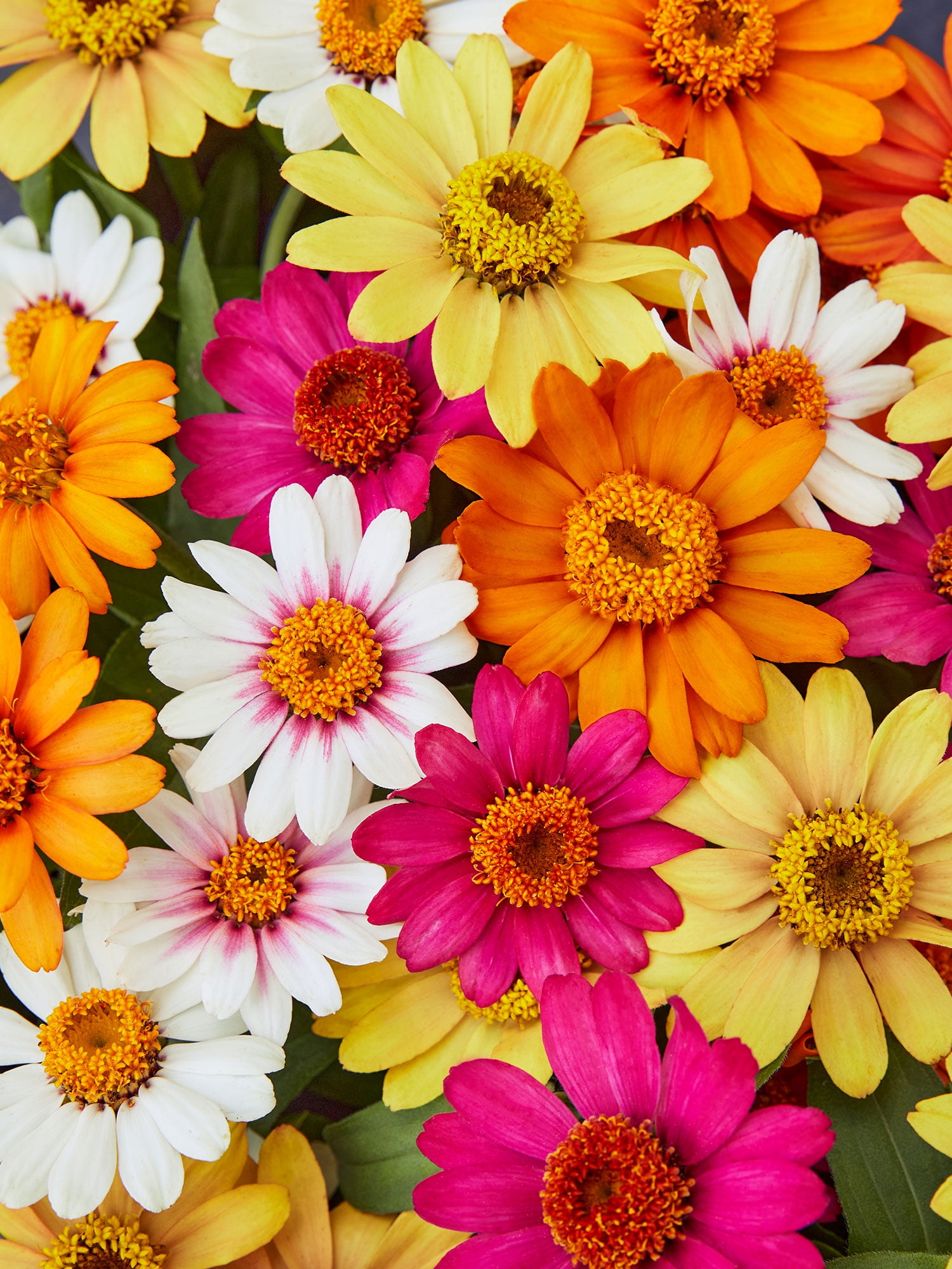 Burpee Pinwheel Mix Zinnia Seed Packet, Annual Flower, Full Sun Burpee Pinwheel Mix Zinnia Seed Packet, Annual Flower, Full Sun
