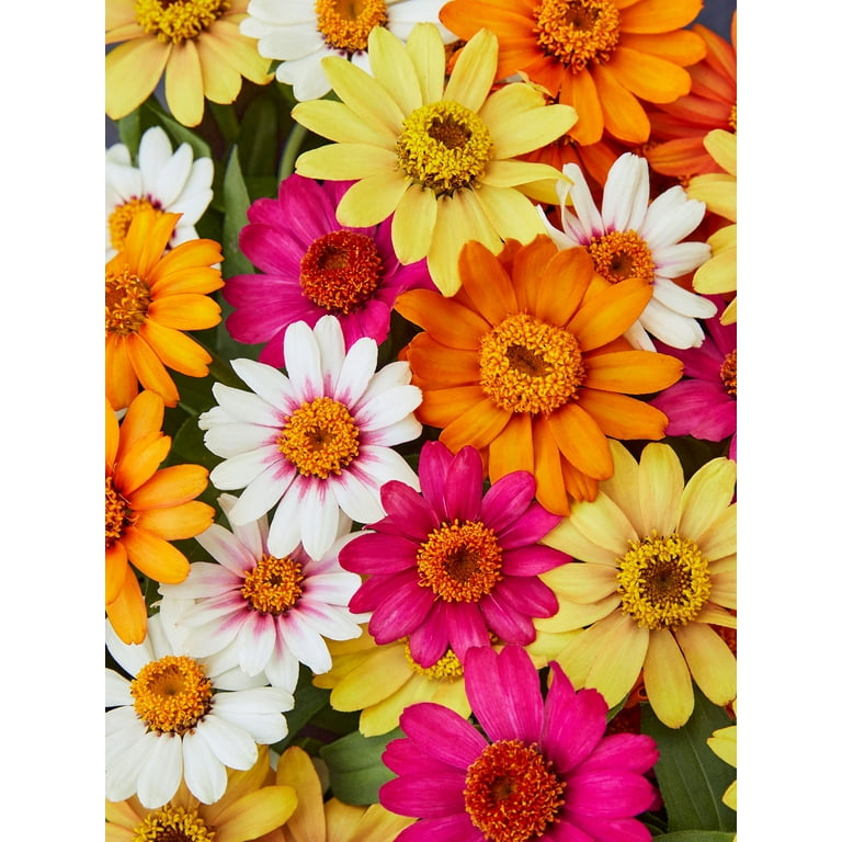 Burpee Pinwheel Mix Zinnia Seed Packet, Annual Flower, Full Sun Burpee Pinwheel Mix Zinnia Seed Packet, Annual Flower, Full Sun