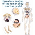 thumbnail image 5 of Clear Human Body Structure Model -29-Piece Set,Anatomy Figure,Removable Organs Bones & Transparent, DIY Assembled Human Torso Organ Model, 5 of 9