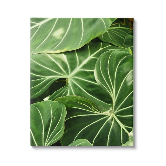 Stupell Industries Lush Green Leaves Vegetation Tropical Plant Photography Photograph Gallery Wrapped Canvas Print Wall Art, Design by Gail Peck