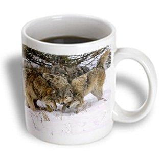 - 3dRose Gray Wolf Canis lupus Alpha male and Alpha female with Beta Male interacting, Ceramic Mug, 11-ounce